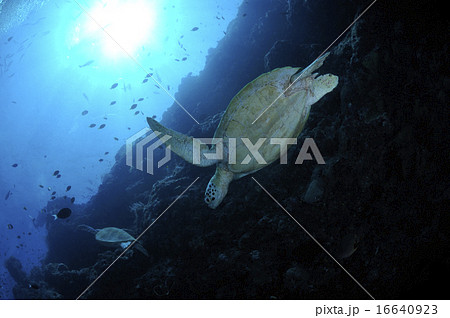ウミガメ 16640923