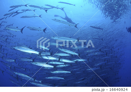 バラクーダの大群 16640924