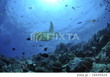 ウミガメと太陽 16640926