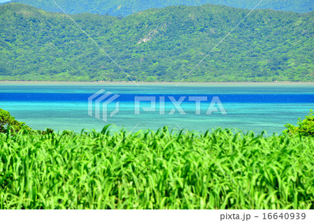 小浜島　サトウキビと海の風景写真 16640939