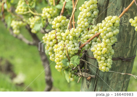 葡萄畑 16640983