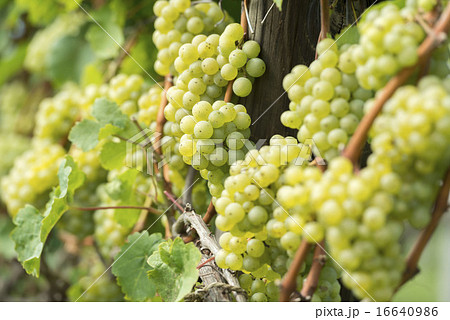葡萄畑 16640986