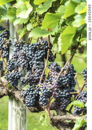 葡萄畑 16640989