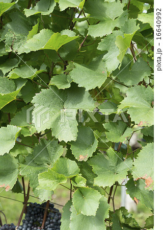葡萄畑 16640992