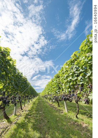 葡萄畑 16640994
