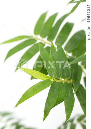 竹 ホウオウ竹 竹 ホウオウ竹 16641017