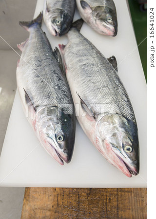 鮭 鮭 16641024