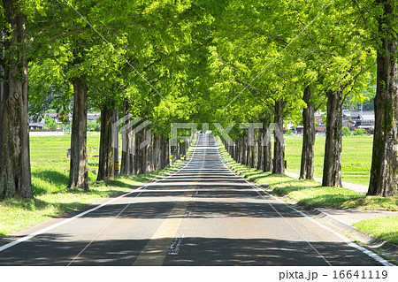 マキノ高原メタセコイア並木  16641119