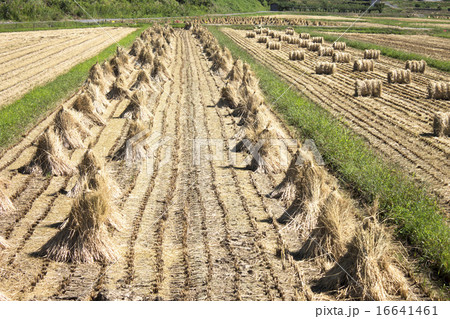 田園風景＿収穫後の藁塚 16641461