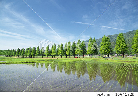 メタセコイア並木 16641529