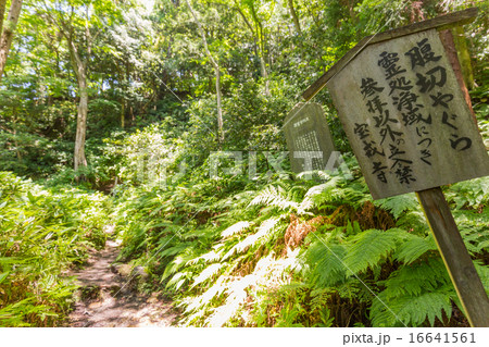 鎌倉　北条高時腹切りやぐら　 16641561