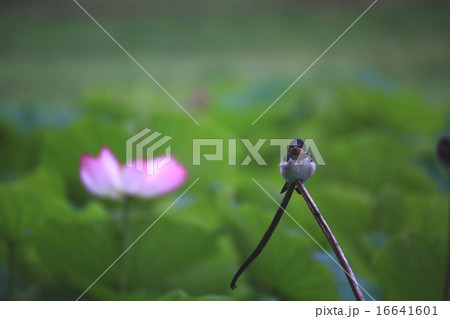 ツバメ389 16641601