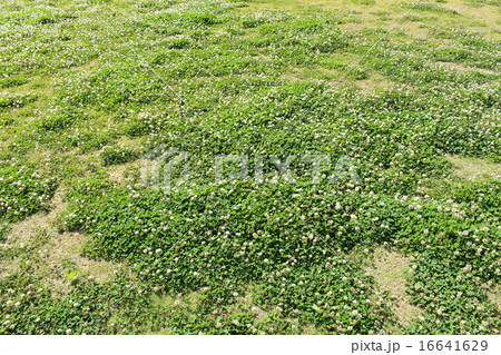 白詰草の生えた地面の写真素材