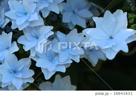 深山八重紫 深山八重紫 16641631