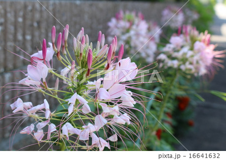 風蝶草 風蝶草 16641632