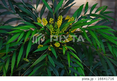 葉はヒイラギナンテンより細長く、秋に黄色の小花をつけるホソバヒイラギナンテン 葉はヒイラギナンテンより細長く、秋に黄色の小花をつけるホソバヒイラギナンテン 16641716