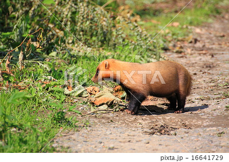 アナグマ 16641729