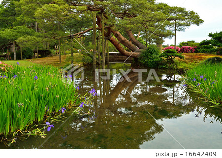 金沢散歩：兼六園　曲水 16642409