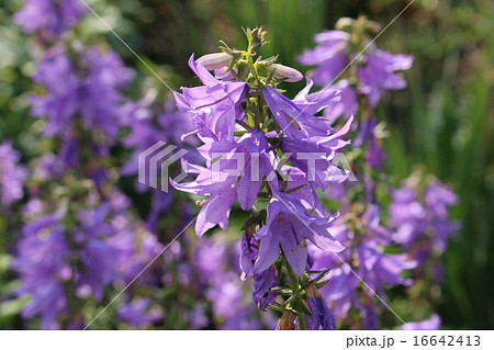 カンパニュラ カンパニュラ 16642413