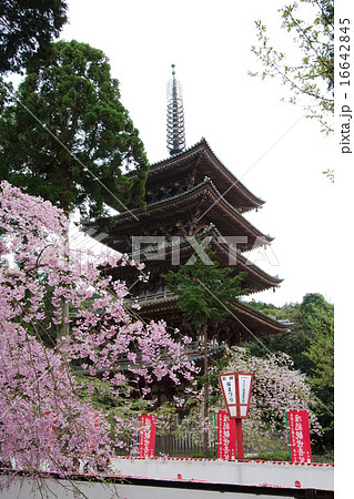 醍醐寺　桜まつり 16642845
