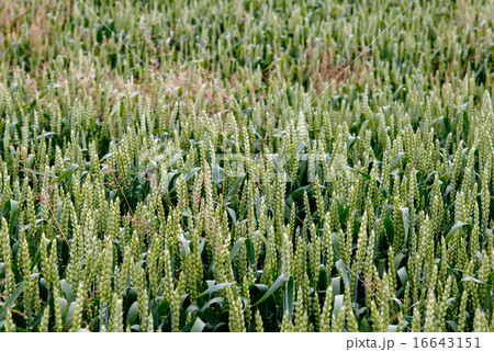 wheat field wheat field 16643151