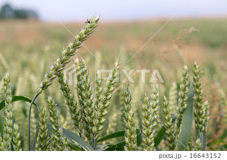 wheat field wheat field 16643152