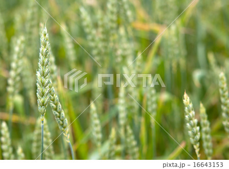 wheat field 16643153