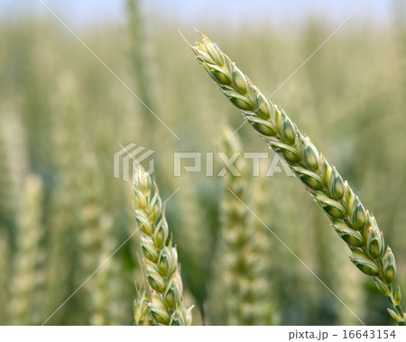 wheat field wheat field 16643154