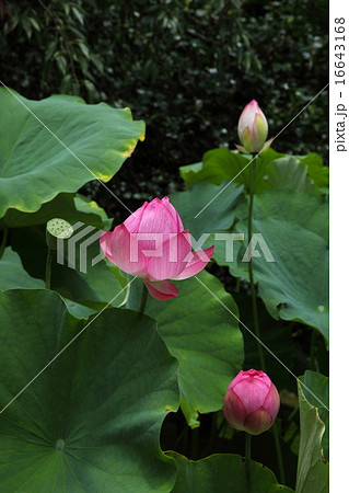 法金剛院のハスの蕾 法金剛院のハスの蕾 16643168