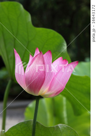 法金剛院のハス 16643172