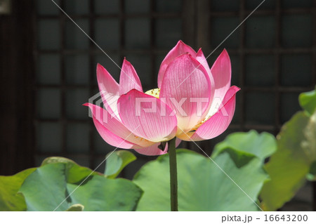 法金剛院のハス 法金剛院のハス 16643200