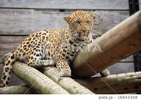 ひょう ひょう 16643308