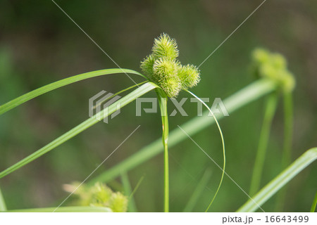 ジョウロウスゲ 16643499