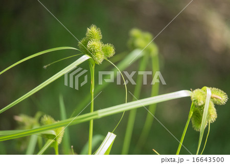 ジョウロウスゲ ジョウロウスゲ 16643500