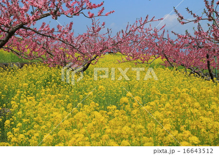 御坂みちの桃と菜の花 16643512