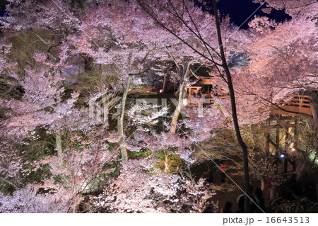 高遠城址夜桜 16643513