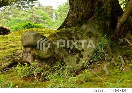 金沢散歩：兼六園　虎石 16643840