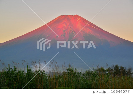 忍野村からの赤富士 16644077