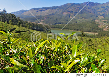 Green tea leaves on tea plantation valley Green tea leaves on tea plantation valley 16644414