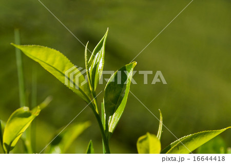 Green tea leaves Green tea leaves 16644418