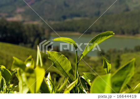 Green tea leaves on tea plantation valley Green tea leaves on tea plantation valley 16644419