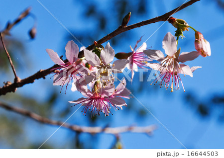 Prunus cerasoides, Himalayan Cherry Prunus cerasoides, Himalayan Cherry 16644503