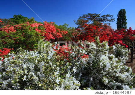 館林つつじが岡公園 16644597