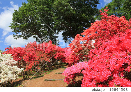 笠間つつじまつり 16644598