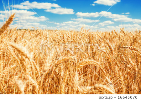 Gold wheat field and blue sky 16645070