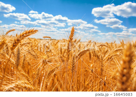 Gold wheat field and blue sky 16645083