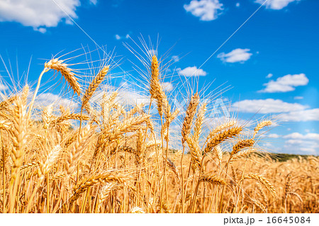 Gold wheat field and blue sky 16645084