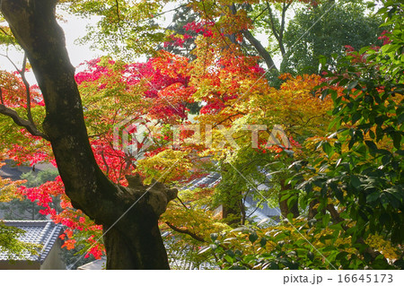 京都・光明寺の紅葉と古木（御影堂付近から書院方面を望む） 16645173
