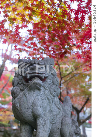 京都・勝持寺の狛犬（獅子）と紅葉 16645324