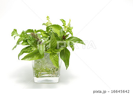 fresh herb,sweet basil , coriander,green basil 16645642